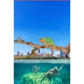 �gle og skildpadde