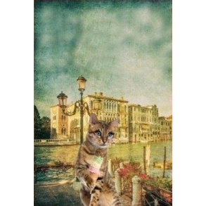Kat i Venedig
